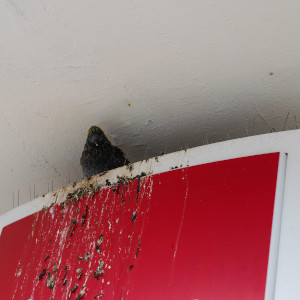 Mit Taubenkot verunreinigter Schrank