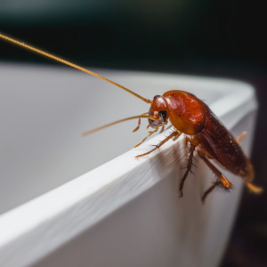 Ungezieferbefall bei stark verschmutzten Wohnräumen
